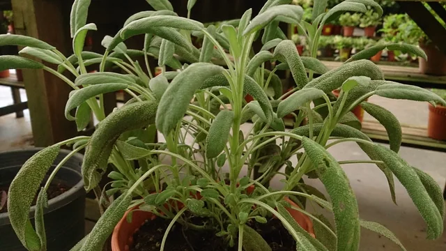 Sage