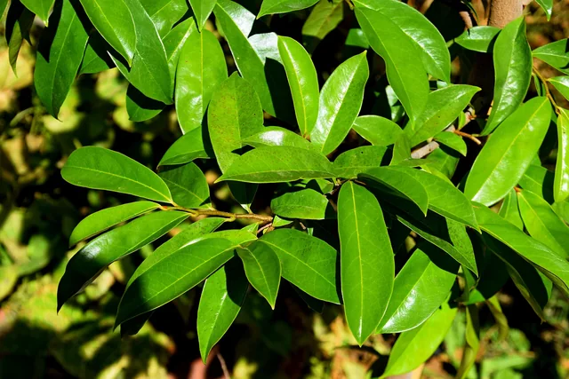 Soursop