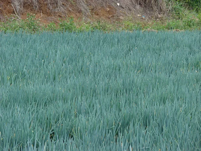 Spring onions