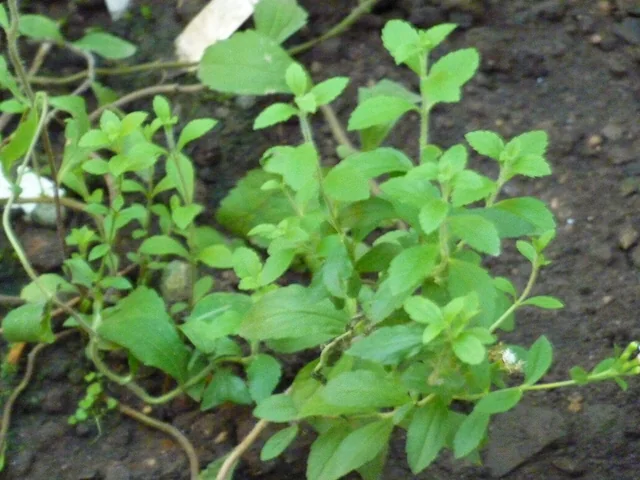 Stevia