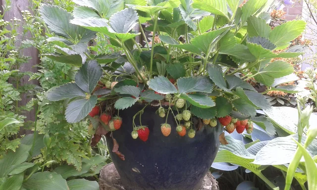 Strawberry