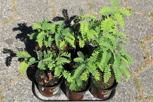 Tamarind