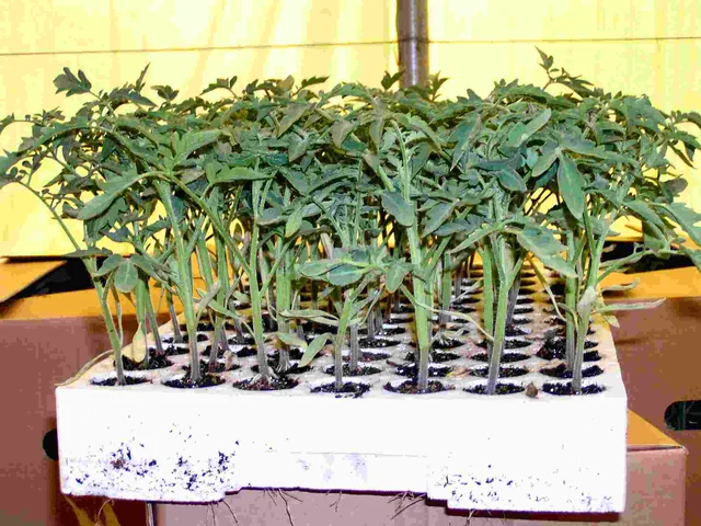 Tomatoes