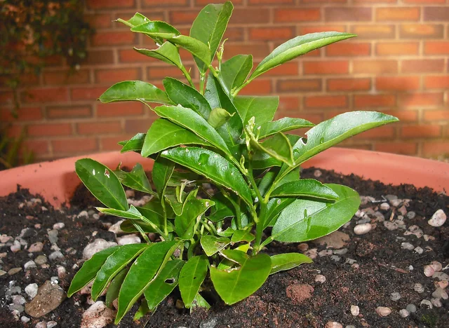 Valencia oranges