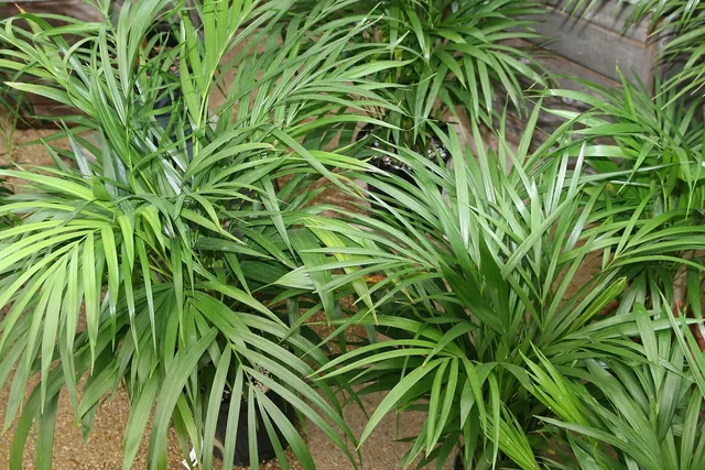 Yellow ken palms